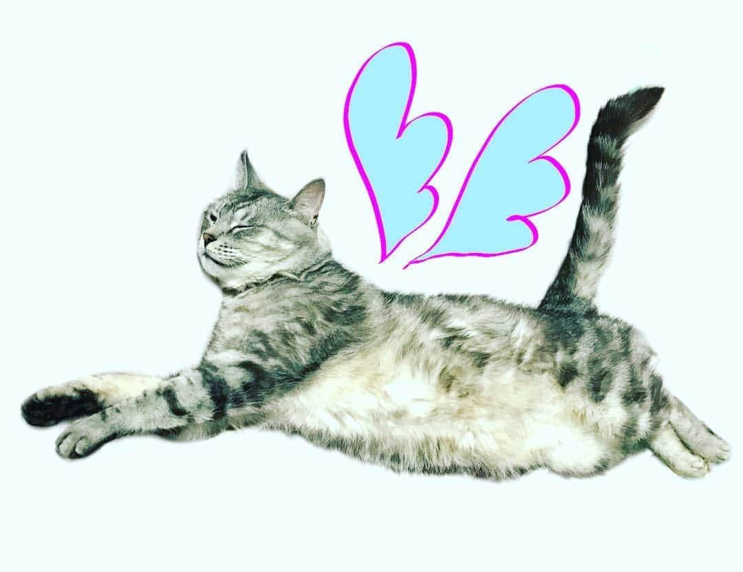 のインスタグラム：「#ねこ #ねこすたぐらむ #cat」