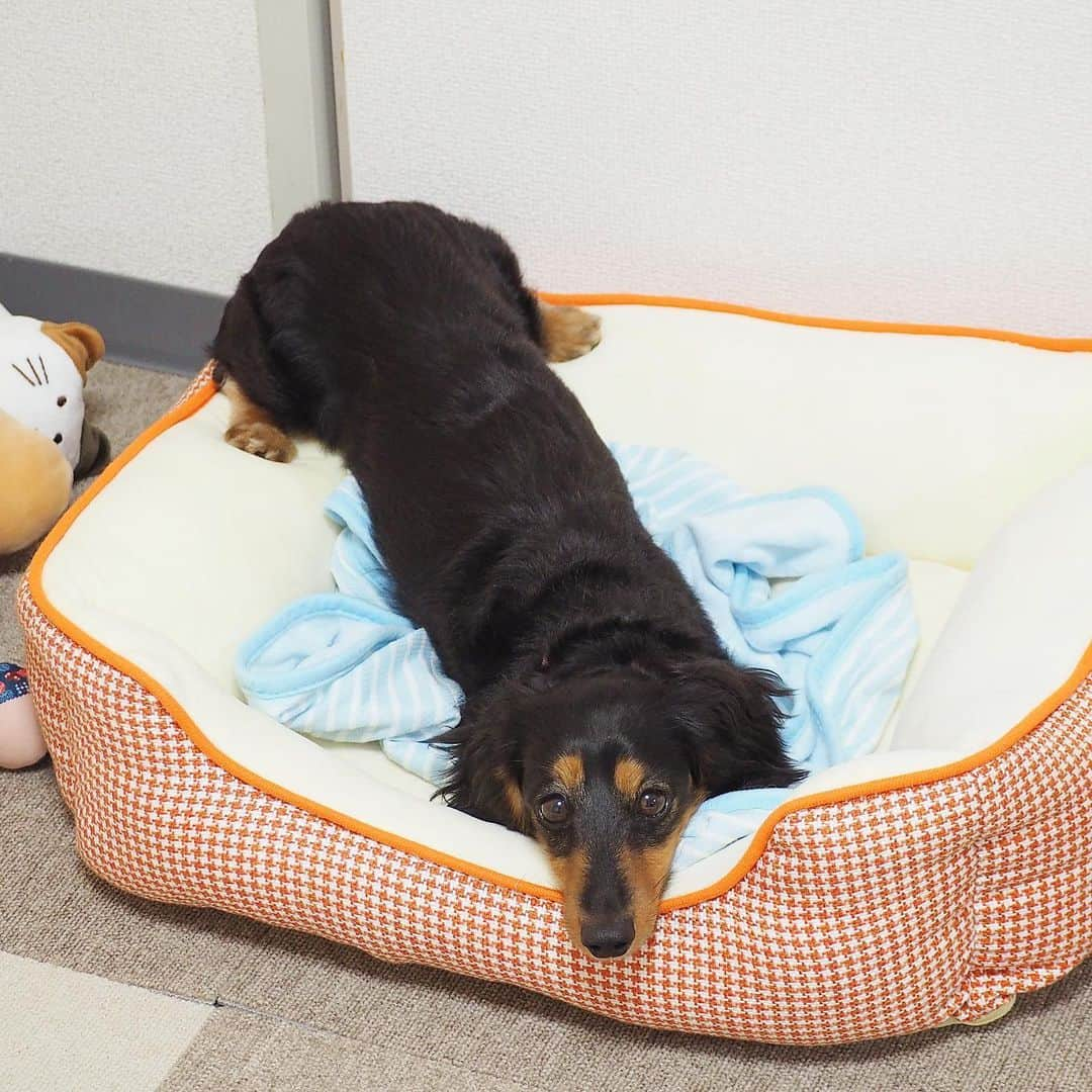 Sora Momoさんのインスタグラム写真 - (Sora MomoInstagram)「ベッドの縁におちり乗せてるもも🐶🐾 ☺︎ なぜこうなる😅 ☺︎ #ベッドの縁におちり乗せてる#後ろ足は常に外向き#このまま寝ちゃう#なぜこうなる笑 #ベットの使い方変ですよ #毎日笑える #ダックス#ミニチュアダックス #dachshund #miniaturedachshund」6月4日 23時18分 - teratera_sorapu_