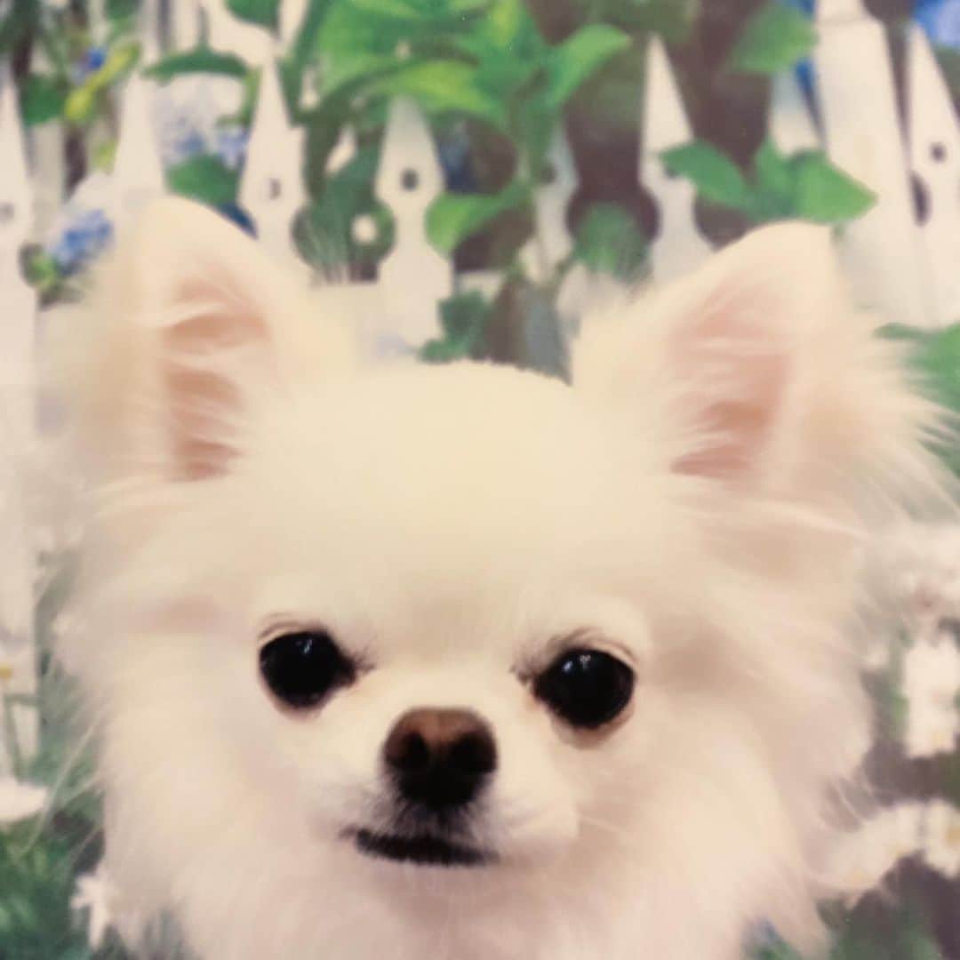 HISASHIのインスタグラム：「テチ。 #chihuahua #チワワ」