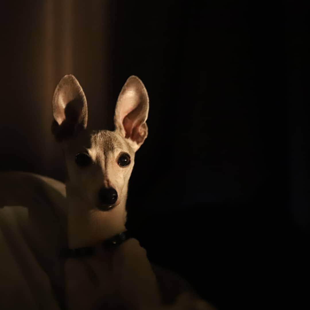 モラキジドッグさんのインスタグラム写真 - (モラキジドッグInstagram)「神秘的だ。 外に出れない分、愛犬とカメラと光。  とにかくカメラは光なんだなー！  #イタグレ」6月4日 23時29分 - morakijidog