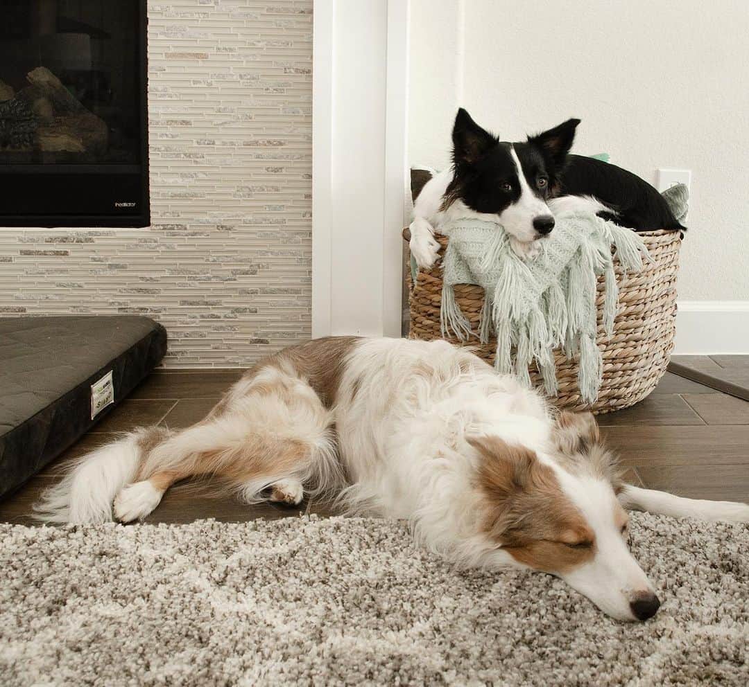 Jazzy Cooper Fostersさんのインスタグラム写真 - (Jazzy Cooper FostersInstagram)「Hey girls, the large gray thing next to you is a very comfortable dog bed. And the fluffy light gray thing in front of you is a super soft rug we bought for you. 🤦🏻‍♀️」6月4日 23時44分 - bordernerd