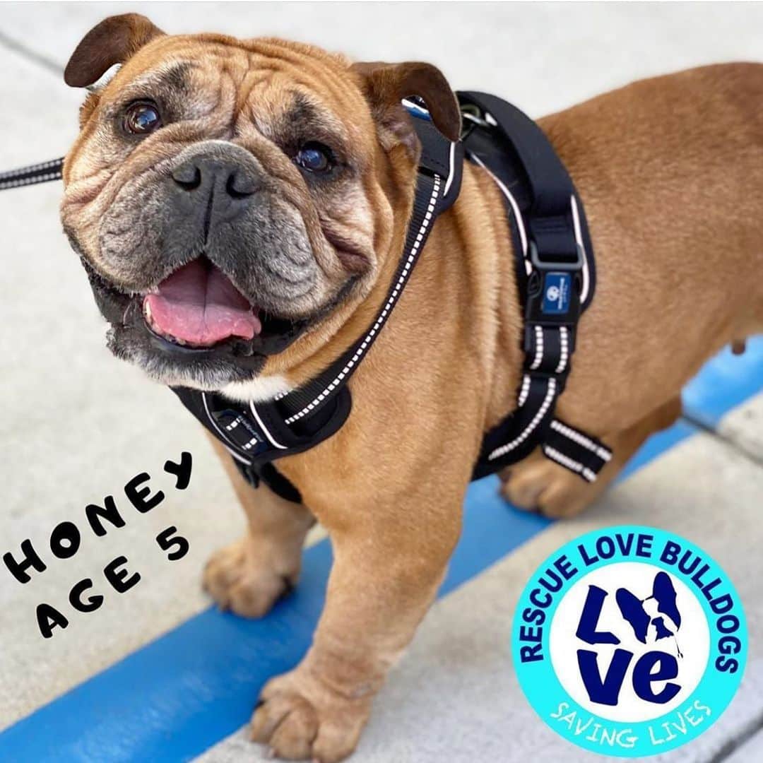 Bodhi & Butters & Bubbahのインスタグラム：「How cute is Honey?! She’s looking to sweeten up your life in her furever home 🏡🐶💗 @rescuelovebulldogs . . . . . #bulldog #puppy #love #rescuedog #life #baby #girl #fureverhome #adoptdontshop #rescue #dog #cute #dogsofinstagram #bestoftheday #look #at #that #smile」