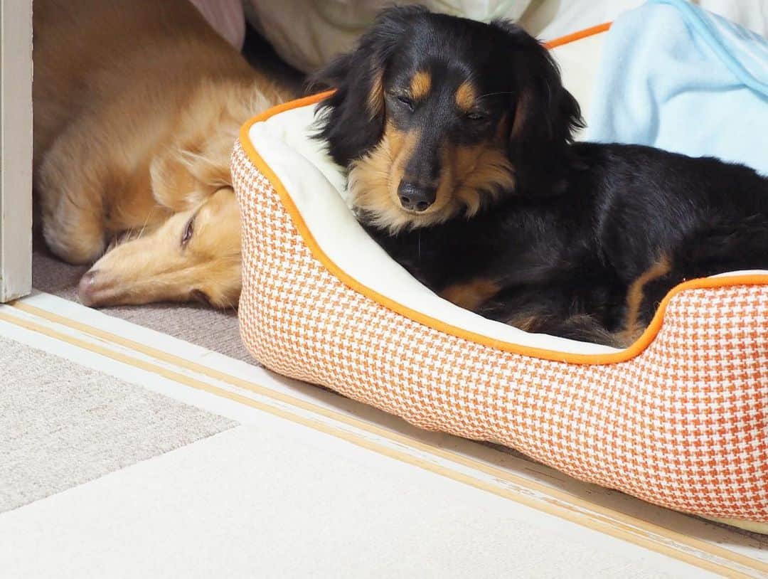 Sora Momoさんのインスタグラム写真 - (Sora MomoInstagram)「おやすみそらともも🐶🐾🐶 ☺︎ そらのベッドもちゃんと置いてあるんですよ😞 ☺︎ #おやすみなさい#ふすまの向こうから #顔が出てる#ベッドから飛び出て#床で寝る#眠くて居眠りしながら#なかなか寝ないもも#仲良し#そらともも#いい夢見てね #ダックス#ミニチュアダックス #dachshund #miniaturedachshund」6月4日 23時49分 - teratera_sorapu_