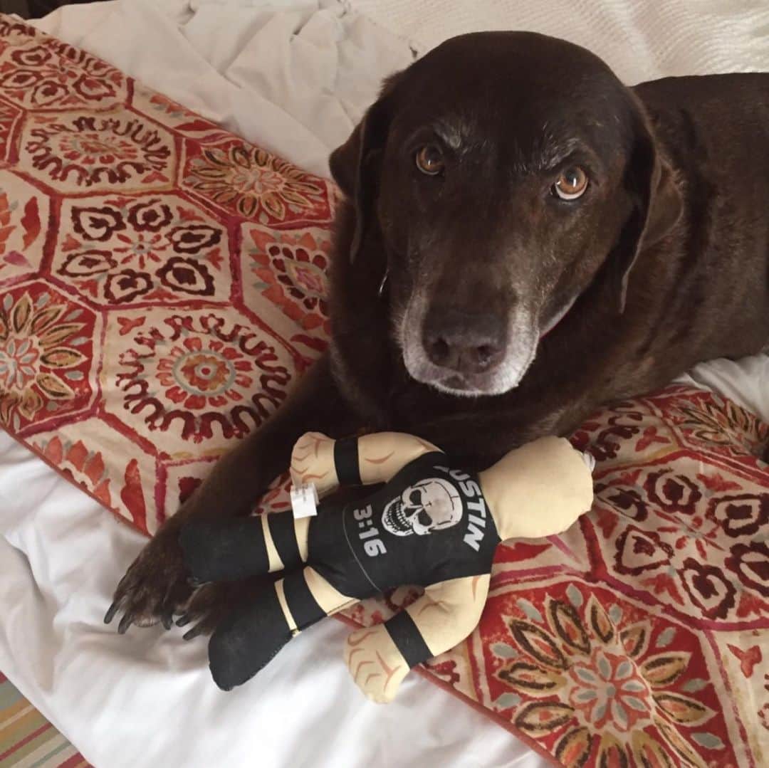 ストーン・コールド・スティーブ・オースチンのインスタグラム：「Hershey the Wonder Dog.  #tbt #chocolatelab #labsofinstagram  #brokenskullranch」