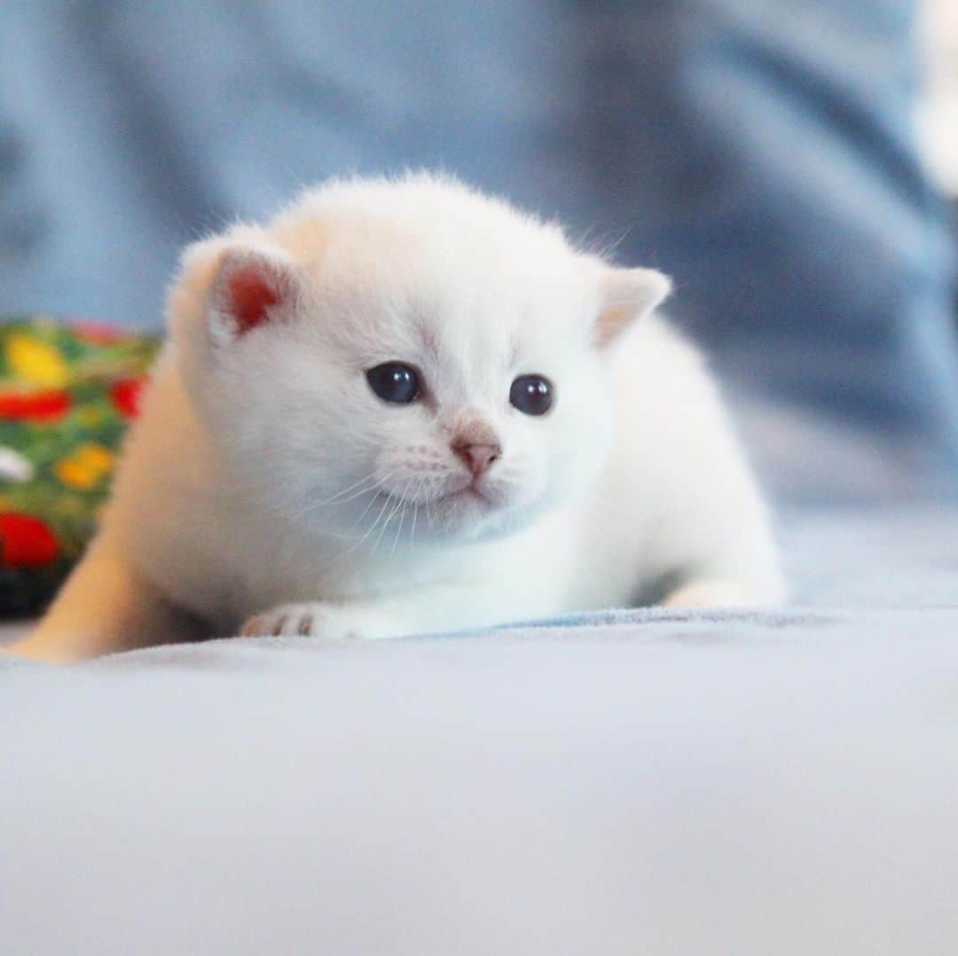ミスター・ホワイトさんのインスタグラム写真 - (ミスター・ホワイトInstagram)「When I was 2 weeks old ❤️ What did I look like?」6月4日 23時52分 - white_coffee_cat