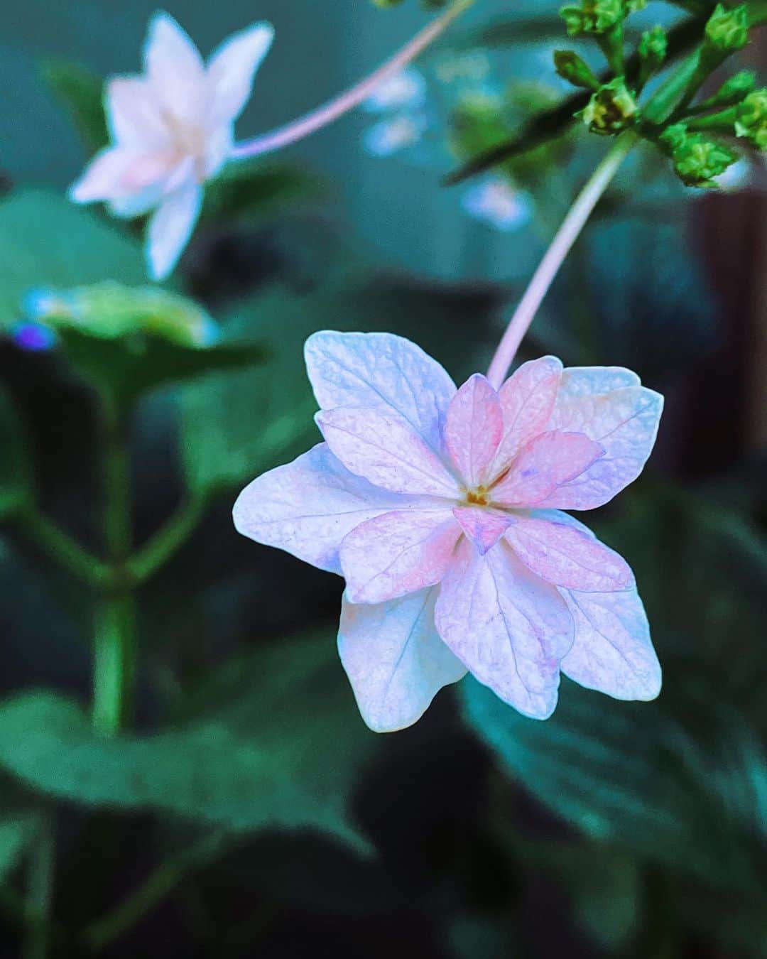 ヒロトさんのインスタグラム写真 - (ヒロトInstagram)「Dance Party 2  #DanceParty #flowers  #紫陽花 #june  #photography」6月5日 0時20分 - hiroto_a9