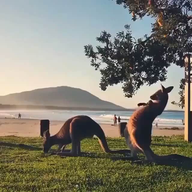 WildLifeのインスタグラム：「Meanwhile, in Australia.. 🦘 Captured by @tomsunderwaterphotography 💙」