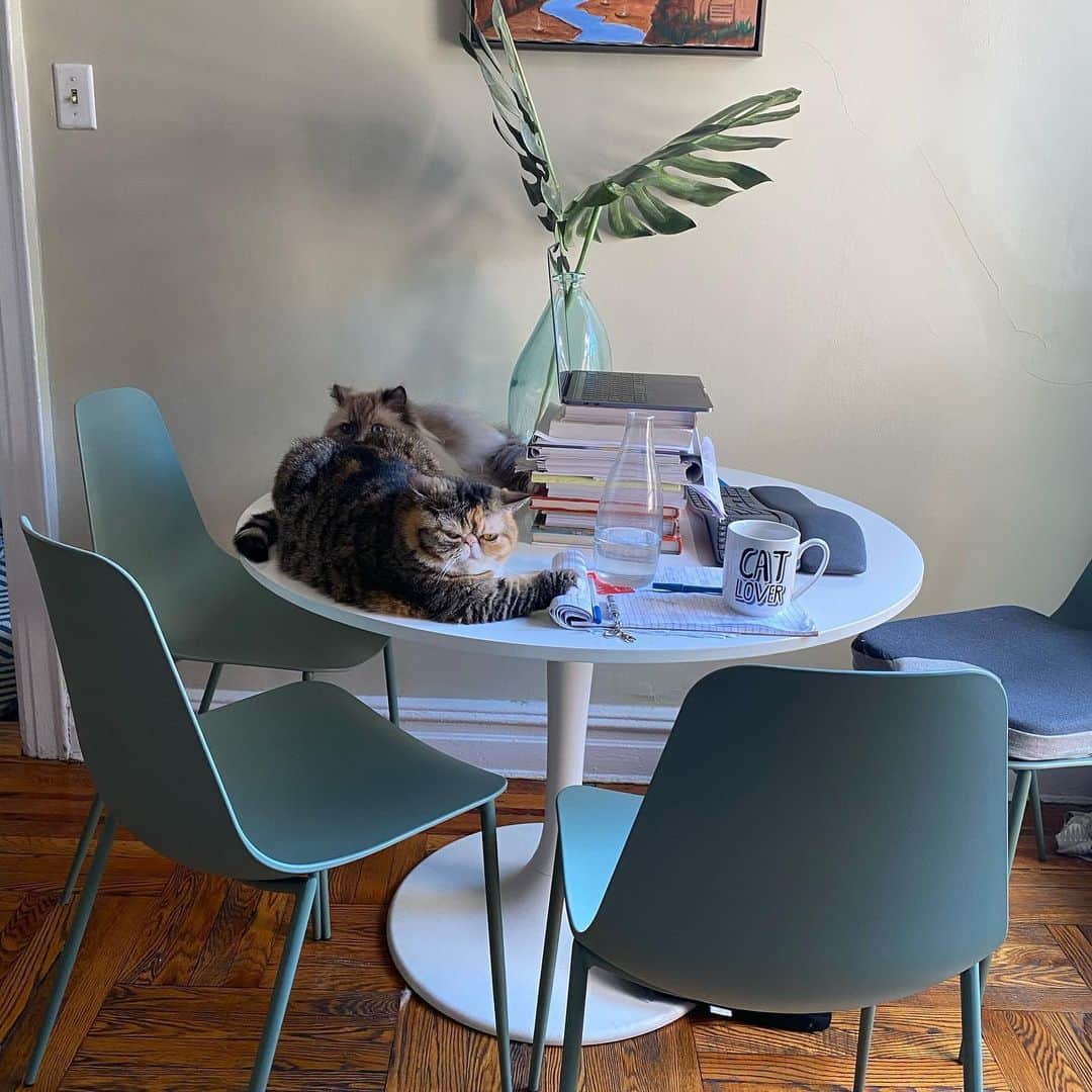 Tinaのインスタグラム：「Work meeting (swipe left for paperweight😹)」