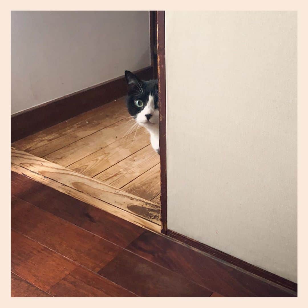 パンといっぴきのインスタグラム：「#元保護猫 #ハチワレ #白黒猫 #blackandwhitecat #tuxedocat」