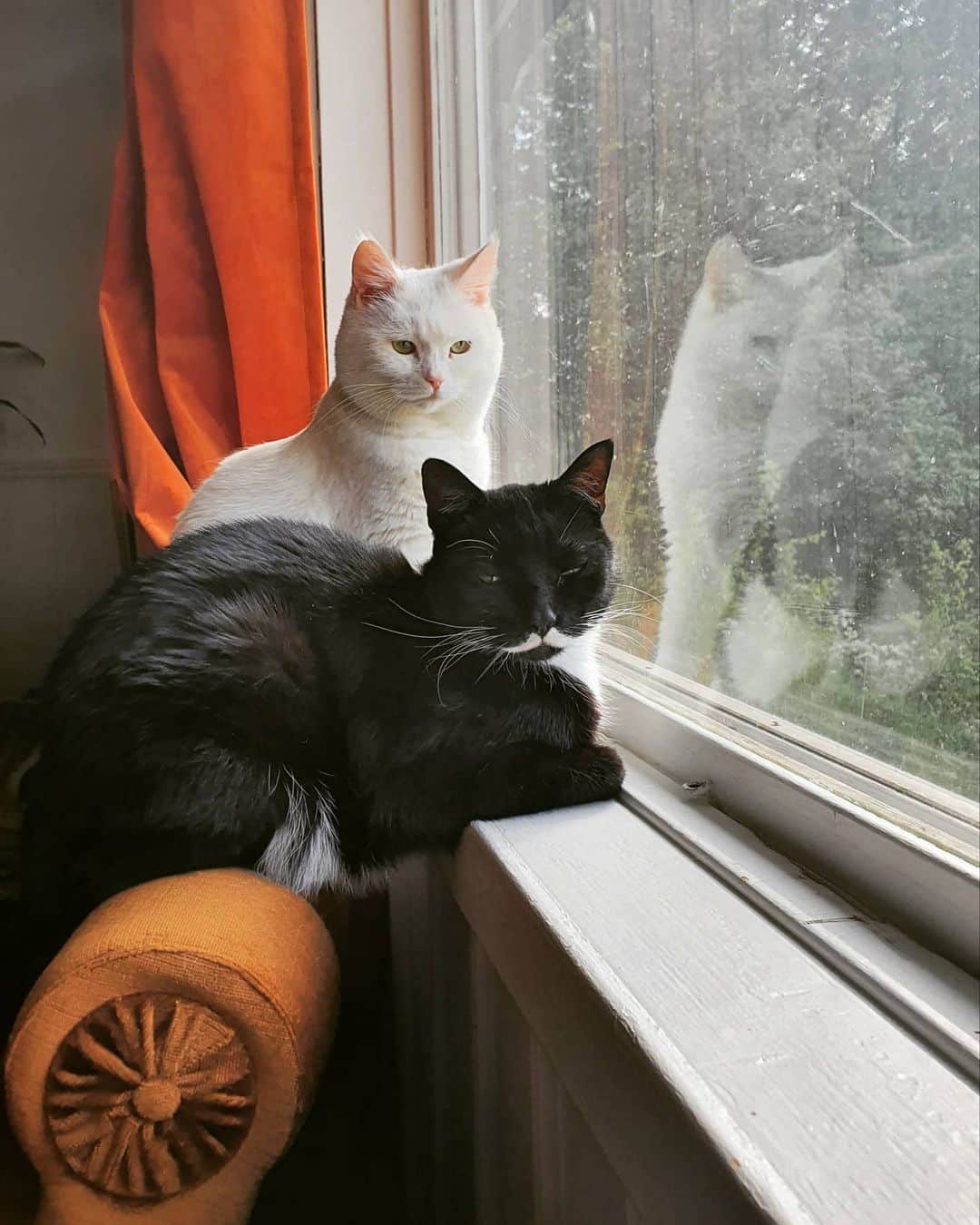 スターリンのインスタグラム：「Watching cat TV 🧡」