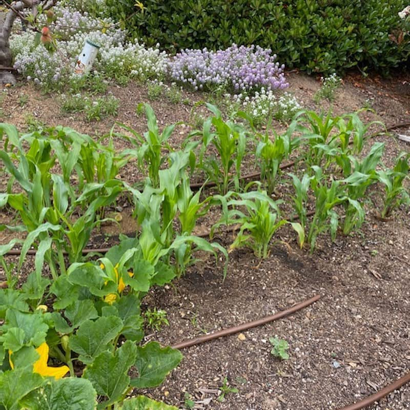 キム・インキョンさんのインスタグラム写真 - (キム・インキョンInstagram)「Soil, Sunshine, Water and help💜 from my friends... um... no sign of water melon...」6月5日 2時30分 - ik__golf