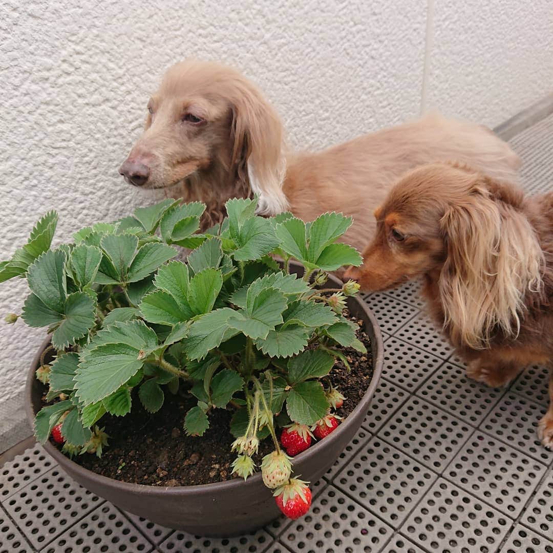 くるみんのインスタグラム：「* ベランダで育てている苺🍓が赤く大きくなってきました😆 明日くらいには食べられるかなぁ  #ミニチュアダックスフンド #ミニチュアダックスフント #ミニチュアダックス #イザベラタン #イザベラ #カニンヘンダックスフント #カニンヘン #カニンヘンダックス #カニンヘンの会 #カニンヘンダックスフンド #チョコタンダックスフント #チョコタンダックスフンド #チョコタンダックス #チョコタン #ダックス多頭飼い #ダックスフント #ダックスフンド #ダックスフンドカニンヘン #ダックス部 #ダックス大好き #ダックス #いぬばか部 #いぬすたぐらむ #短足部 #苺 #ベランダ菜園 #dachshund #dogstagram #instadachs #instagramdog」