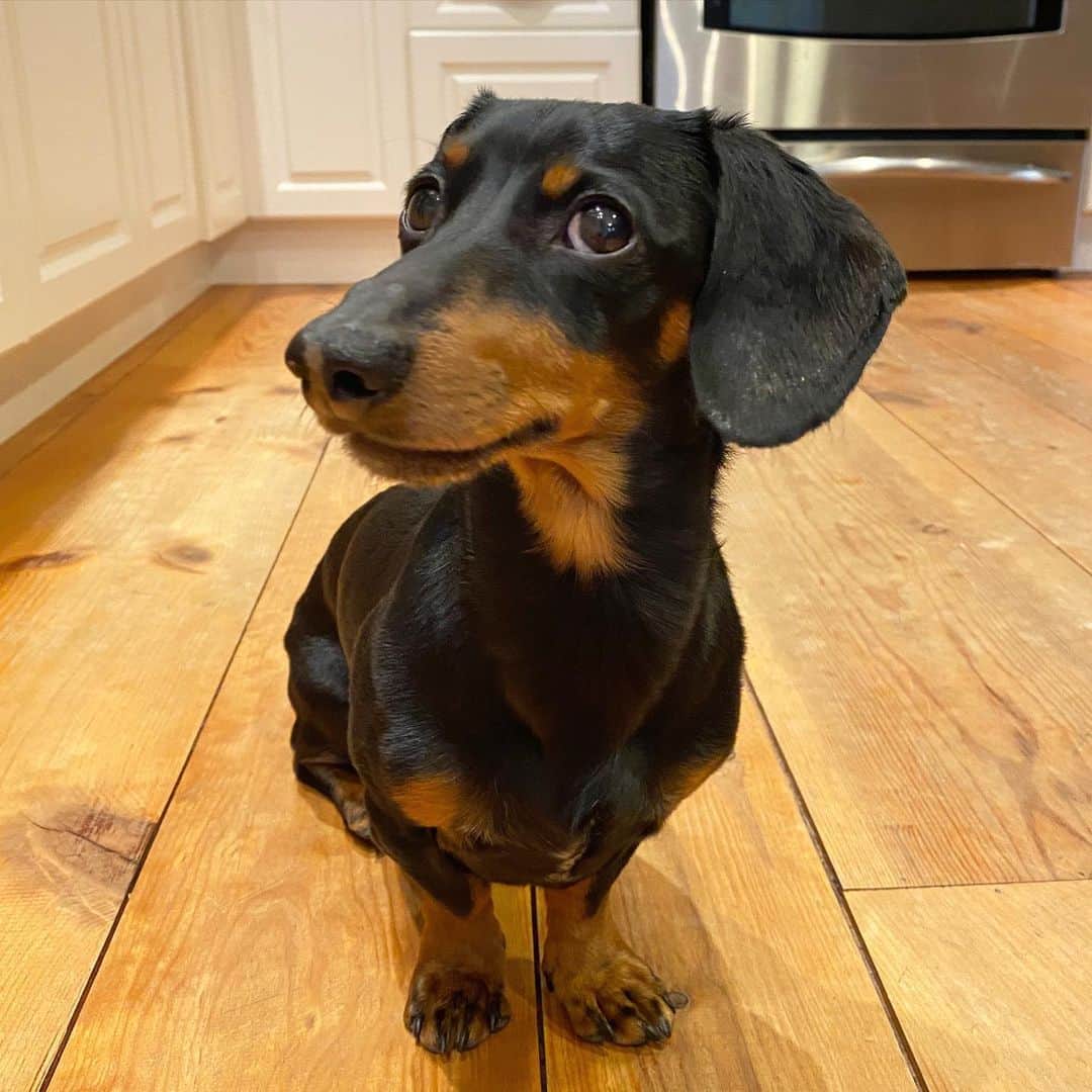 Crusoe the Celebrity Dachshundのインスタグラム：「“Me eavesdropping on the human’s dinner plans.. (hate when they choose vegetarian😅)” ~ Crusoe」