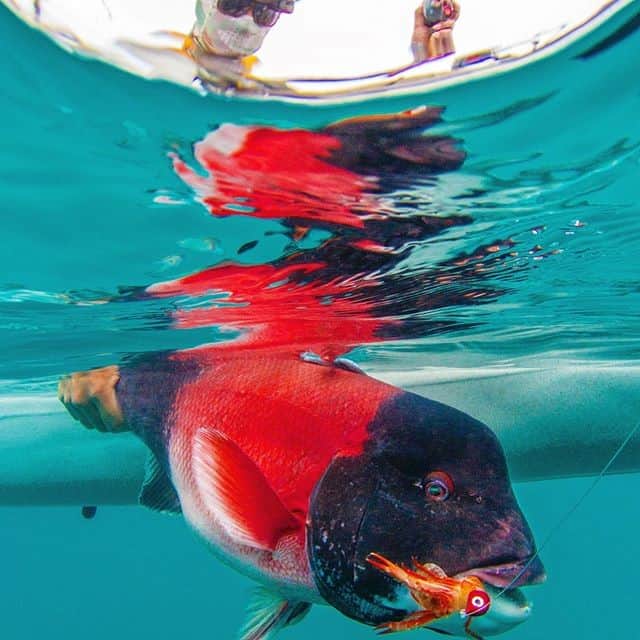Costa Sunglassesのインスタグラム：「Rocky reef redlight. 📷: @sport_fish_gallery #SeeWhatsOutThere #BornOnTheWater」