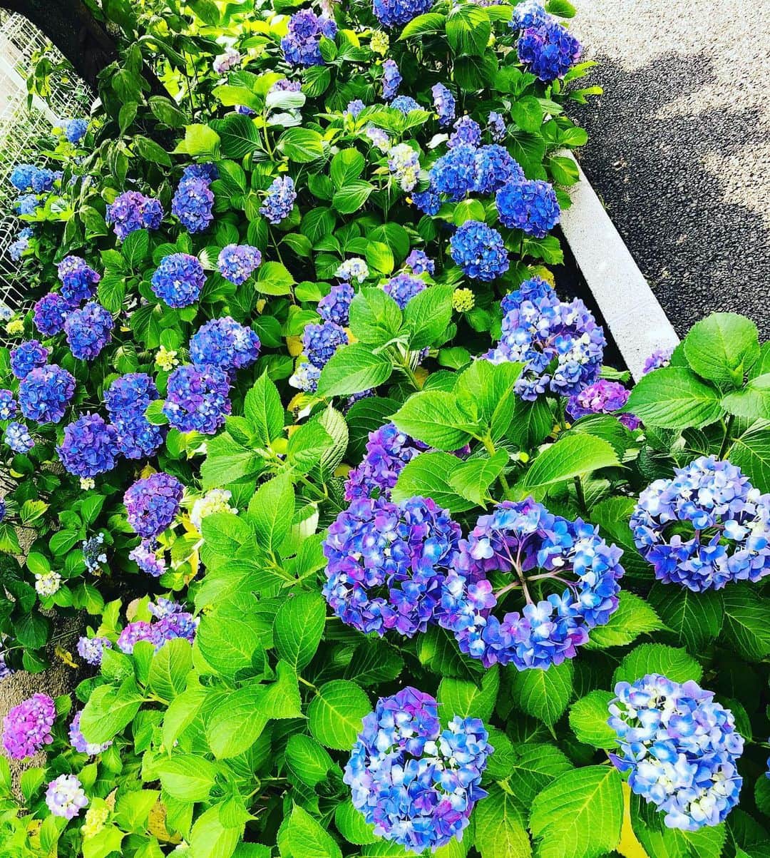 福田ゆみさんのインスタグラム写真 - (福田ゆみInstagram)「ランの途中で見つけた紫陽花。 #冷やし中華はじめてません  #ランニングはじめました  #とりあえず軽く  #福田ユミ」6月5日 15時50分 - yumifukuda0511