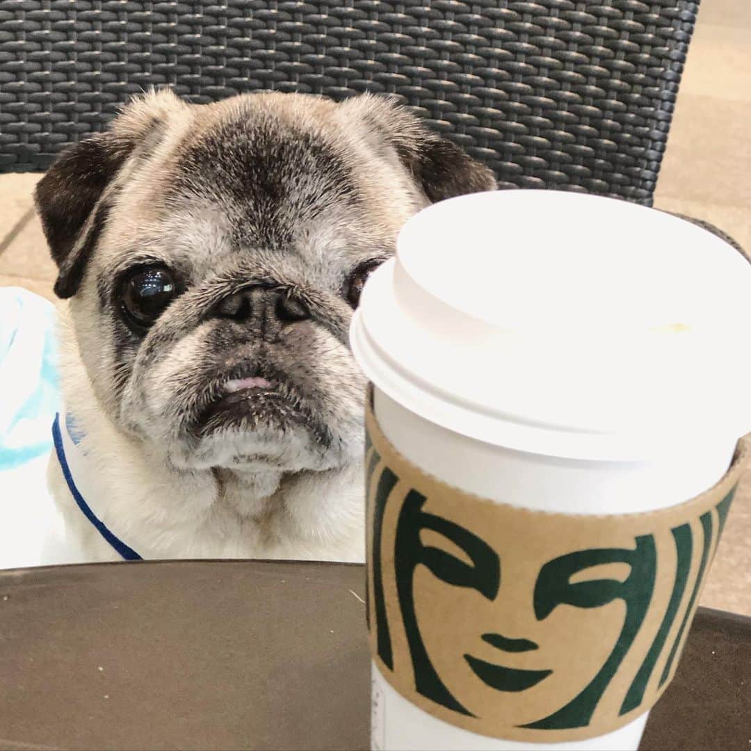 八兵衛のインスタグラム：「Starbucks🐶 * * 気合い。 * * #ごめん #ミルクじゃない  #ほぼ黒パグ #おじいちゃん犬 #pug #puggy #puglife #puglove #petstagram #pugstagram #pugsofinstagram #pugs #dog #ふわもこ部  @igersjp #IGersJP #east_dog_japan #pecoイヌ部 #八兵衛 #はちべえ #朝ワンコ夕ニャンコ」