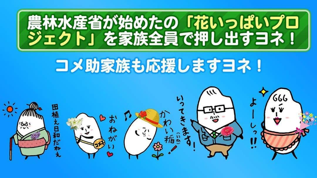 コメ助さんのインスタグラム写真 - (コメ助Instagram)「まだまだ続けているヨネ✨  花いっぱいプロジェクト💐🌼🌸 是非ともご覧になってヨネ✨  #花いっぱいプロジェクト #今できること」6月5日 16時06分 - komenichiwa