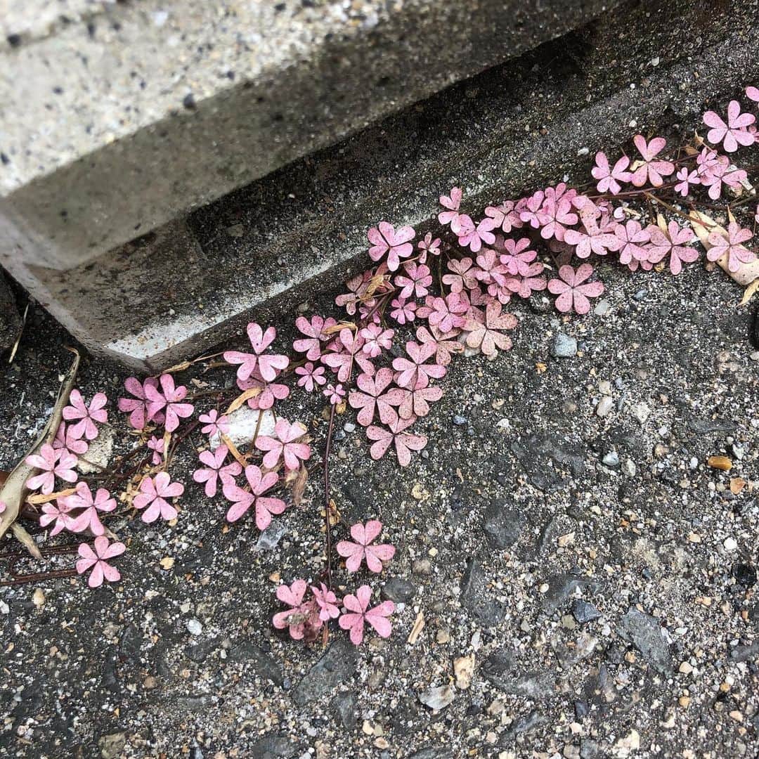 岡山祐児さんのインスタグラム写真 - (岡山祐児Instagram)「#ピンク #何これ #こんなのあるのね #自販機の下 #アスファルトからこんにちは」6月5日 16時07分 - yuji.okayama