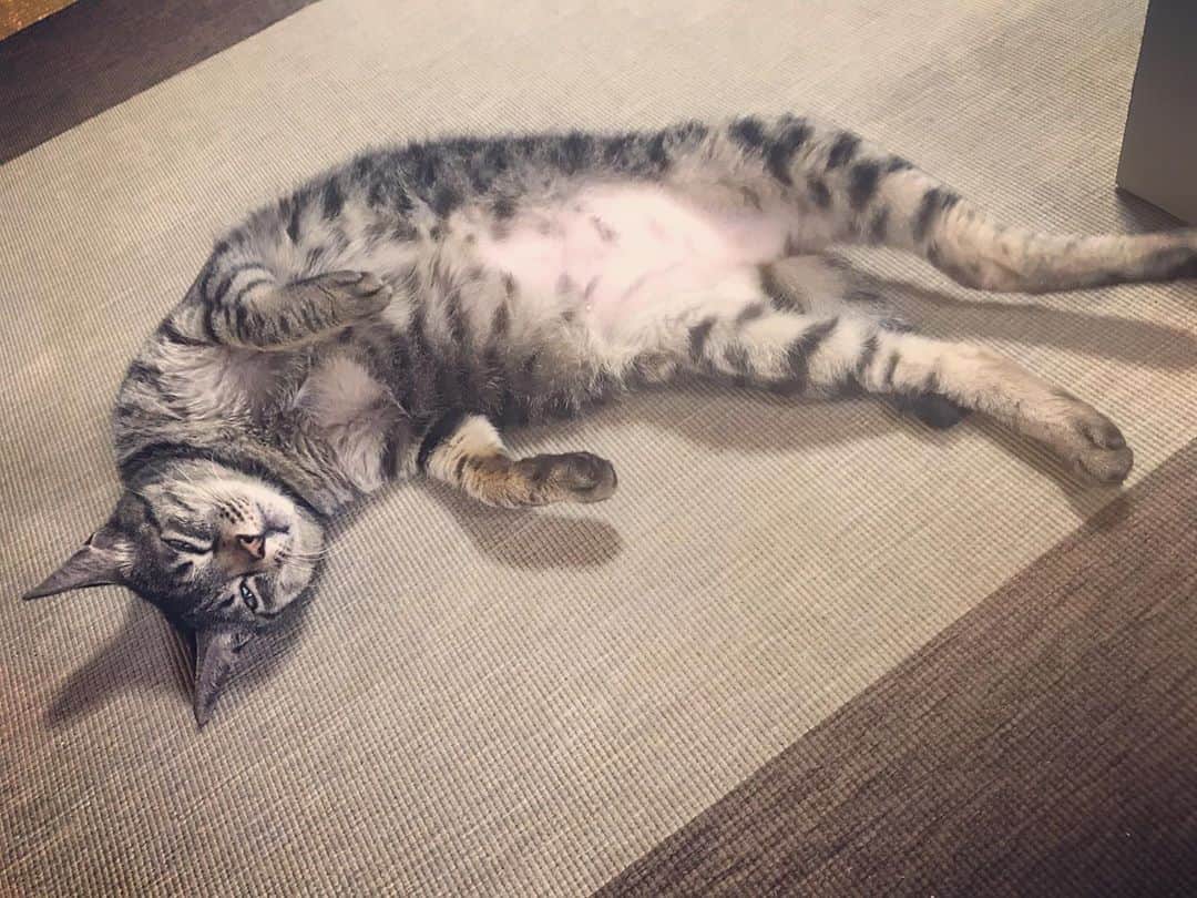 小嶋晶子のインスタグラム：「I'm laze around at home.🐈🐾 #cat #cats #browntabby #catsofinstagram #catstagram #neko #nekostagram #ねこ #ねこ部 #ねこすたぐらむ #きじとら #きじとらねこ #きじとら女子 #きじとら部 #ネコ #ネコ部  #キジトラ #キジトラネコ #キジトラ部 #かぎしっぽ #かぎしっぽ猫部 #カギしっぽ #カギしっぽ猫 #お腹ハゲてる #足の裏もハゲてる」
