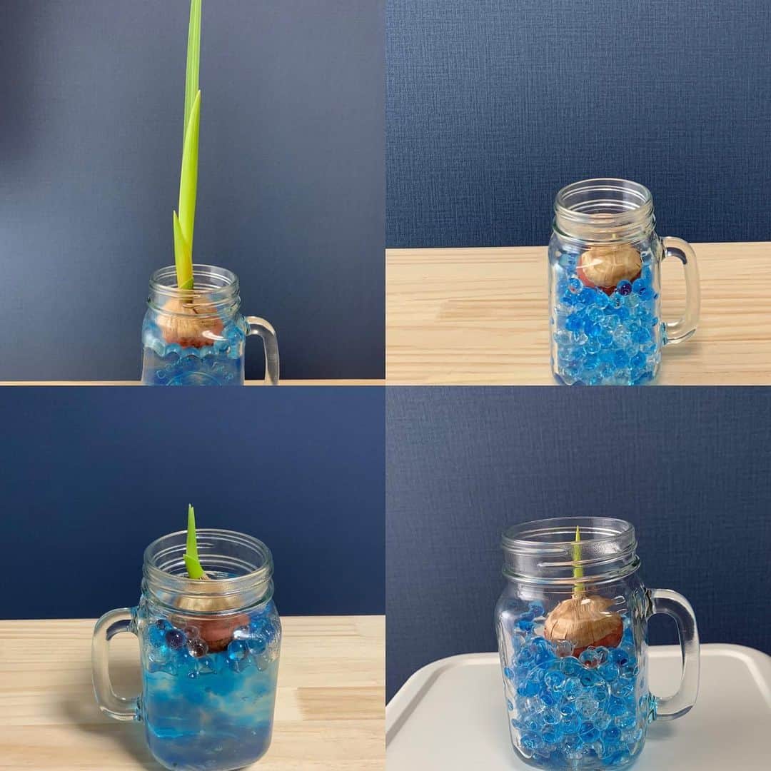 のインスタグラム：「劇的な伸び。 プロテインとか摂らなくても、水と太陽でこんなにもスクスク育つんだね。もう超絶可愛い。みんなも球根育てた方がいい。 #グラジオラス  #根を張ろう #プリズム福岡 #花言葉は勝利  #帰ったら話しかける　#なぜか赤ちゃん言葉で話しかける」