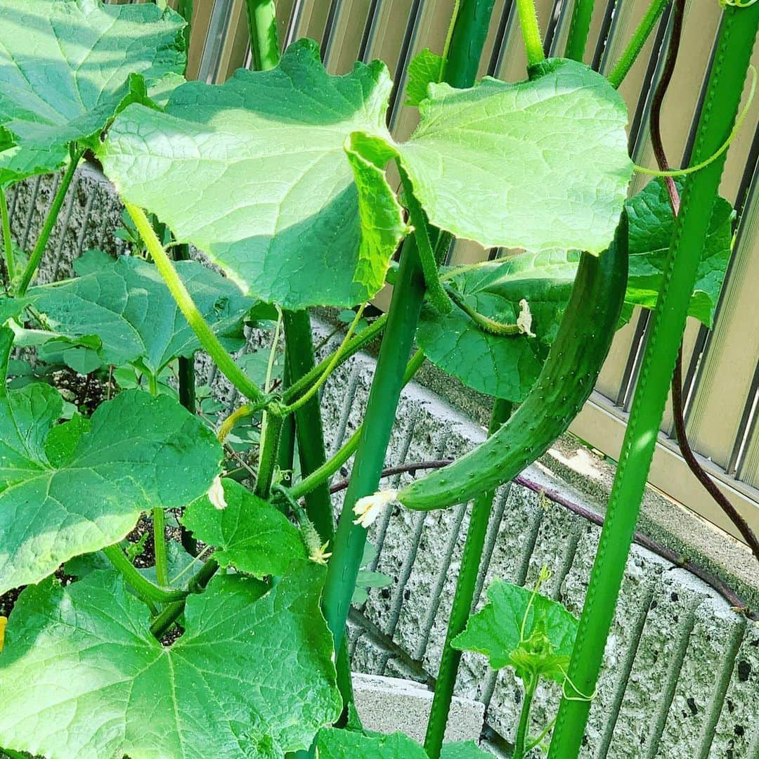美蘭レンナのインスタグラム：「mimi's farm👩‍🌾 . 小学生の時、夏休みの宿題に必ずあったトマト栽培日記やあさがお絵日記📖 旅行先やおばあちゃん家から帰ってくると必ず枯れていました😂😂😂笑 少し苦い思い出😅笑 . この春に本格的に家庭菜園を始めて、初のきゅうり収穫です🥒🥒 めちゃくちゃ嬉しい😆😍✨✨ しかも無農薬😁✨✨✨ 毎朝様子を見て、水やりしたりタイミングを見て肥料をあげたり、余分な葉っぱ取ったり、虫退治予防用のお酢スプレーかけたり😊✨ 今なら毎日栽培絵日記が書けます😆😤✨✨笑 食べるとよりいっそう美味しく感じられるんだろうなあ☺️✨ どんどん大きく育つ野菜達🍆💕 まだまだ成長と収穫が楽しみです👩‍🌾✨✨ mimi . . . #家庭菜園#菜園#土いじり#ファーム#mimi#mimi'sfarm#野菜#成長#収穫#初収穫#家庭菜園初心者#初収穫記念#きゅうり#なす#ししとう#トマト#オクラ#枝豆#さつまいも#しそ#みつば#とうがらし#ピーマン#ローズマリー#パセリ#ミント#ハーブ#自然薯#コンテナ栽培#記録」