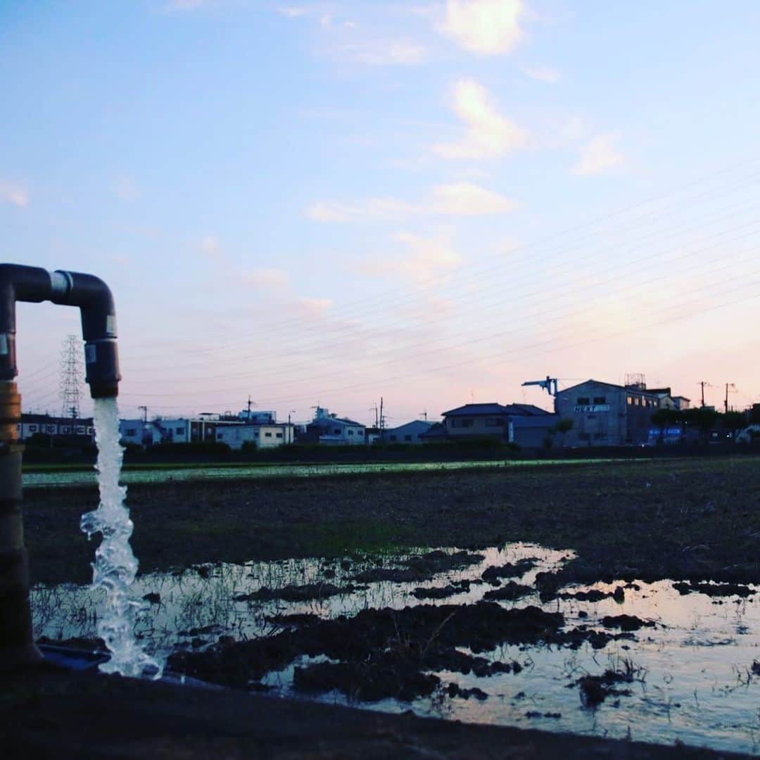 宮田麺児のインスタグラム：「水をはった　田んぼを　田植えのために ならす。  #おしゃれ農業 #田んぼ #田植え #東大阪 #農業 #山田錦」