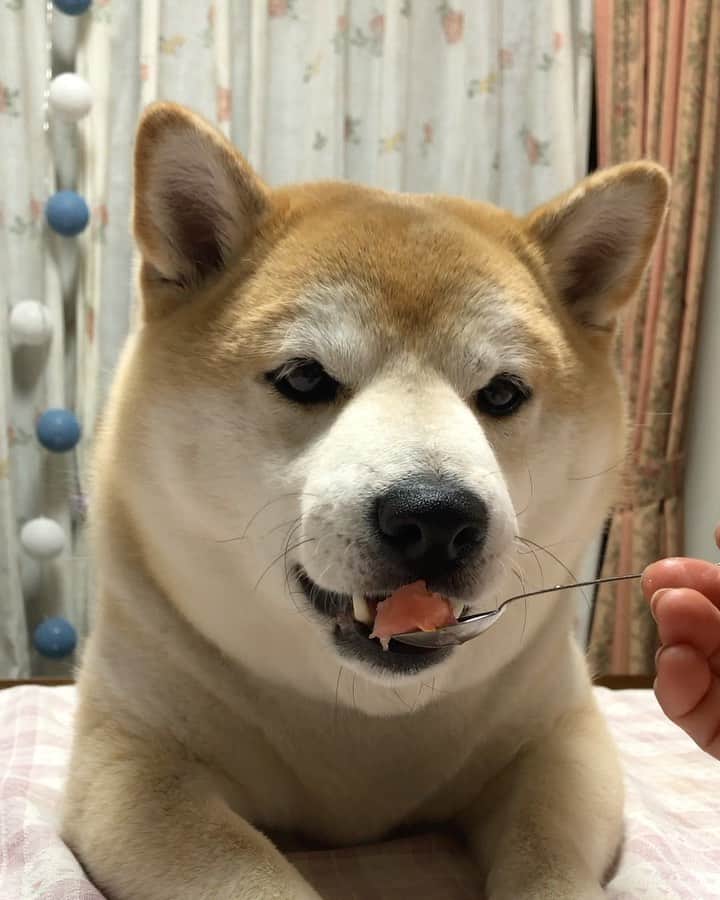 のインスタグラム：「🐾 スイカ🍉と俺 野菜嫌いだけど フルーツは大好きでござる … しゃりしゃり食べるよ 美味しいみたい❤️ …………………………………………🖋 #徳島柴ちゃん会#マメスケざえもん#shiba#shibastagram #豆柴#shibainu #dog#日本#9gag @9gag @dog #柴犬がいる暮らし #shiba_snap#🐕📷 #狗  #松井証券　#proudshibas #りんりん部#柴犬#시바견#一只狗#animalland #西巴犬 #サンデイ #anicas #徳島 #いぬすたぐらむ  #柴犬大好き」