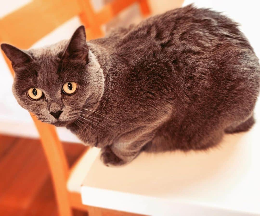 チキン南蛮カレーのルウ王子のグルメインスタ