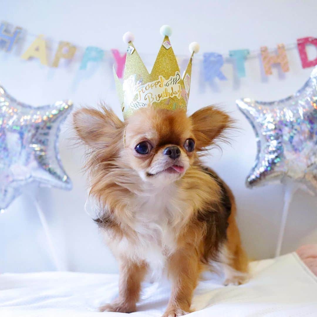 kayoのインスタグラム：「* * * ✨Happy Birthday kulio✨ * * 今日で くりお3歳になりました😆🙌🎉🎉 * * ウチに来た頃は全然ご飯食べなくて お腹も弱く大変だったけど 今ではしっかりご飯も食べる様になり体重が2.1㎏になりました😂👏👏👏 * * 相変わらず ウチではうるさく外では大人しい典型的な内弁慶だけど そこがまた可愛いー😂 * * 毎日お姉ちゃん達に相手して欲しくてちょっか出しては怒られてるけど なんせくじけないポジティブな性格😂😂 * * 3歳も元気いっぱいな くりおでいてね☺️💗 * * 2020.6.5 * * #happybirthday #お誕生日おめでとう * #chihuahua#chihuahualove#dogstgram#dog#instadog#チワワ#チワワ大好き * * *」