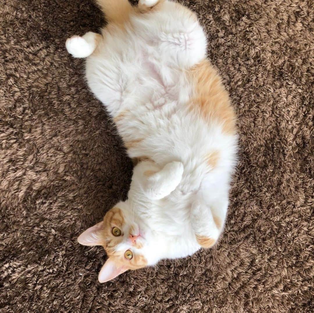ブラザー4チャンネルのインスタグラム：「おはようございます✨ ニャンスタグラムです∩^ω^∩ あき😻ふゆ😻はる のゴロンゴロン写真です♡ 我が家のポッチャリーあきは、非常に安定感のあるポーズ♡ だいちゃんによく似てると言われ、カメラに映りたがりのフユはソファーでバランス取ってうっとりポーズ♡ THEクールなんだけど、おトイレ後に爆走するハルはペロンちょポーズ♡ 今日も1日頑張りましょう٩(ˊᗜˋ*)و  #brother4 #ニャンスタグラム #ゴロン #保護猫 #保護猫出身 #保護猫と暮らす #ゆったりな時間 #猫のいる暮らし #猫好き」