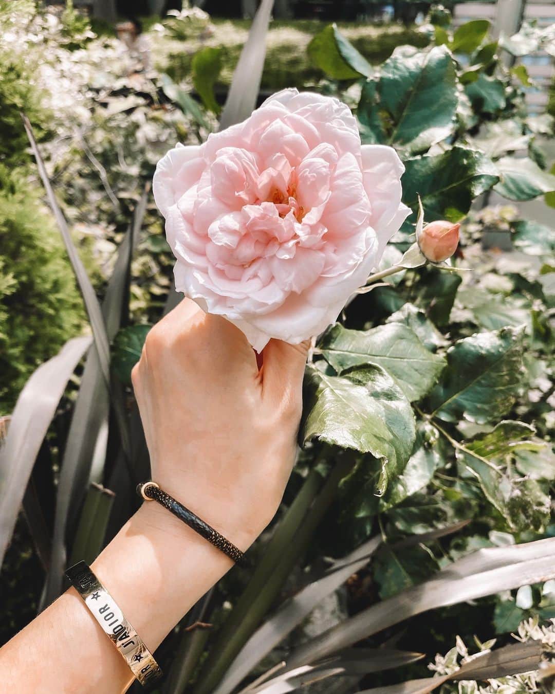 のインスタグラム：「𝙼𝙾𝚁𝙽𝙸𝙽𝙶 ☀︎ Its just like say...beauty is everywhere ♡」