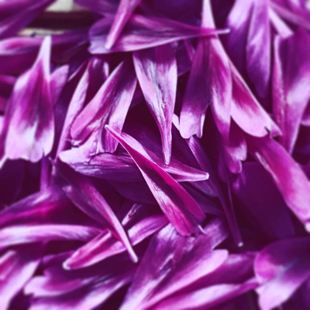 のインスタグラム：「#flowers #velvet #flowersoflife #fallen #hope」