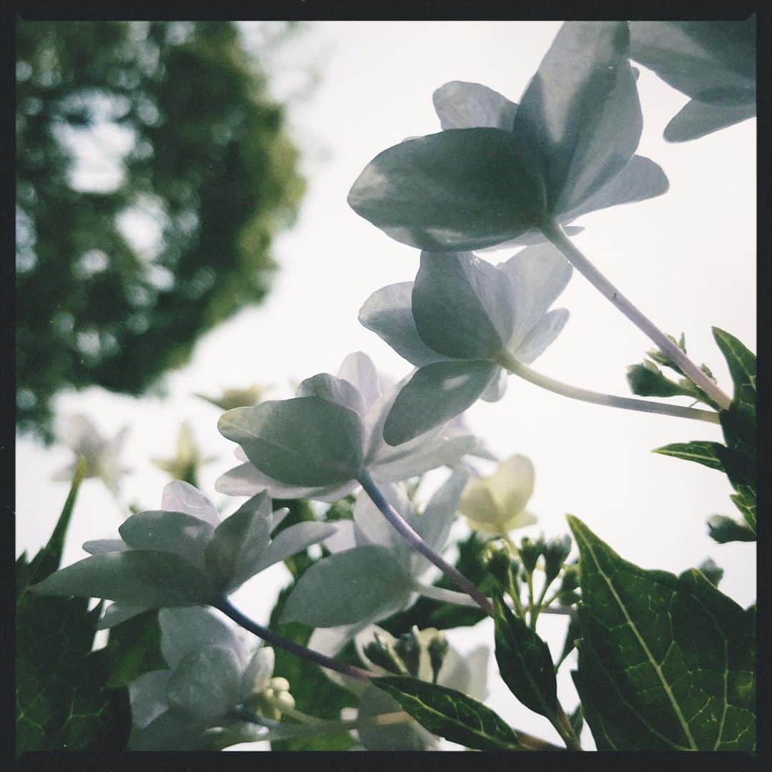 本多哲郎さんのインスタグラム写真 - (本多哲郎Instagram)「#花」6月5日 10時48分 - hane_tetsu