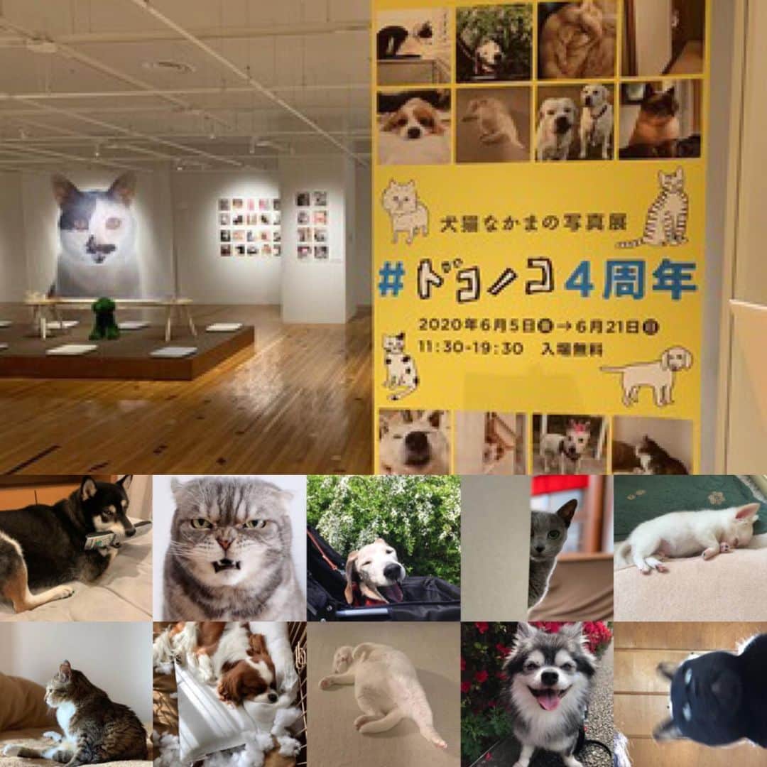 ほぼ日刊イトイ新聞さんのインスタグラム写真 - (ほぼ日刊イトイ新聞Instagram)「【祝！ドコノコ４周年！】﻿ 2016年に誕生した﻿ 犬と猫の写真を投稿してたのしむアプリ「ドコノコ」は﻿ 本日、６月５日で４周年をむかえます。﻿ おうちにかわいいコがいるかた、﻿ いなくても、犬猫がだいすきなかた、﻿ ぜひアプリをダウンロードしてみてくださいね。﻿ ﻿ そして、ドコノコ４周年を記念して、﻿ 渋谷PARCO４Fのほぼ日曜日も﻿ ささやかな、でもたのしい写真展をひらきます。﻿ ﻿ 「＃ドコノコ４周年」の写真パネルのプレゼントや﻿ #家政婦は見た　#ちょいワル﻿ #シャイニング　#いたずら ﻿ などドコノコの名作ハッシュタグ・ミニ写真展﻿ 作家さんたちがつくる﻿ 犬や猫などがモチーフになった作品もあります。﻿ ﻿ 2020年6月5日（金） から2020年6月21日（日）﻿ イベントの詳細は @hobonichi1101 のリンクからどうぞ。﻿ https://www.1101.com/hobonichiyobi/exhibition/1835.html﻿ ﻿ *****﻿ 犬猫なかまの写真展﻿ #ドコノコ4周年 ﻿ 会期2020年6月5日〜2020年6月21日（日）まで。﻿ 開場11:30〜19時﻿ 入場無料﻿ #渋谷パルコ 8F #ほぼ日曜日﻿ ﻿ #ドコノコ @dokonokoapp﻿ #犬 #猫 ﻿ #ほぼ日曜日 @parco_hobonichi﻿ #渋谷PARCO #渋谷パルコ @parco_shibuya_official﻿ #ほぼ日 #ほぼ日刊イトイ新聞﻿」6月5日 11時14分 - hobonichi1101