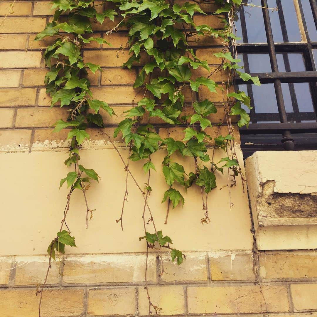 大森美希さんのインスタグラム写真 - (大森美希Instagram)「#growup #ivy #lierre #paris #parislife #plant #wall #green #vert #promenadeàparis #pariswalk #パリ #パリ散歩 #パリところどころ #パリを歩く #パリ生活 #蔦 #アイビー #植物のある暮らし #緑のある暮らし #ツタの絡まる壁 #海外生活」6月5日 11時32分 - mikiomori_