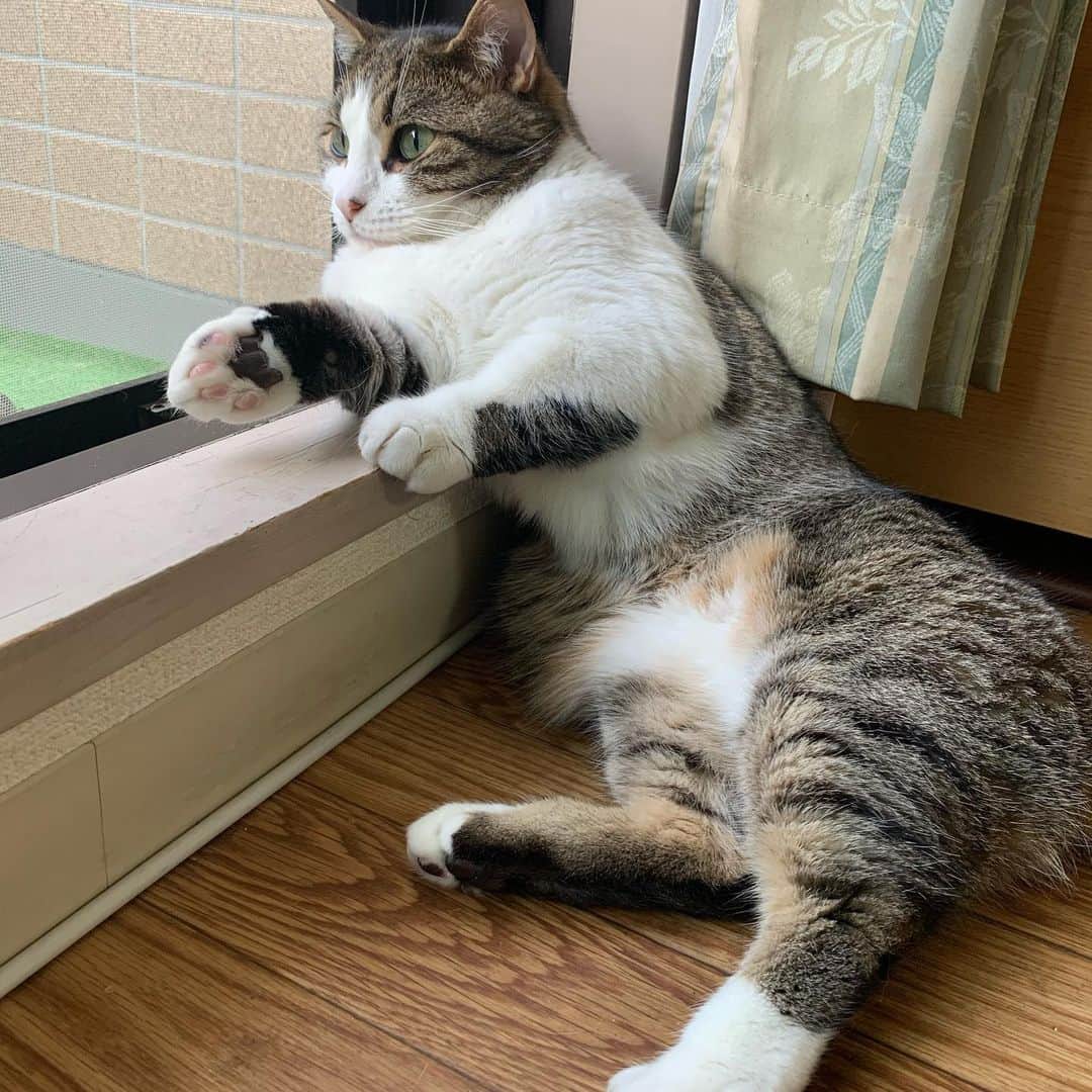 kokomamaのインスタグラム：「ハルがオヤジみたいな格好して窓際でくつろいでおります😁 一応ニャルソックのつもりかと..... #ニャンスタグラム #ねこすたぐらむ #コロナに負けるな」