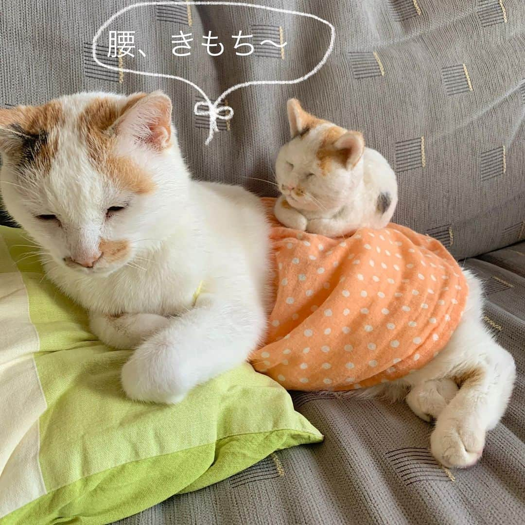 マルさんのインスタグラム写真 - (マルInstagram)「🧡こんにちは 私マルミン₍^·͈༝·͈^ฅ、私もマルミン₍^·͈༝·͈^ฅ 前の投稿で みんにゃのおすすめアニメ作品 教えてくれてありがとね🎶 とっても参考になったよ₍^·͈༝·͈^ฅ にゃんキュ . . #おうち時間#癒し#stayhome #猫#cat#ねこ部#ペコねこ部#ねこのきもち#猫との暮らし#ねこと暮らす#マスク#gato#cute#ilovepets#petstagram#catstagram#catsofinstagram#pleasantcats #instagood#にゃんすたぐらむ#ふわもこ部 #catloversclub#ilovepets#happycatclub #cat_features#instacat_meow#thekittypost#sweetcatclub#bestmeow#sleep」6月5日 12時19分 - maruruna