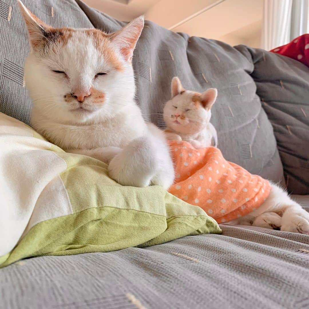 マルのインスタグラム
