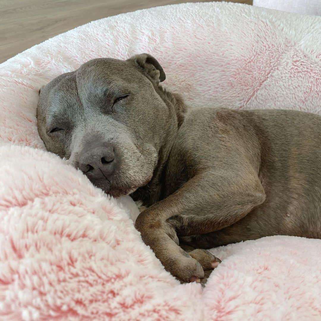 DARREN&PHILLIPさんのインスタグラム写真 - (DARREN&PHILLIPInstagram)「Here I was enjoying my midday shleepy time on my favourite floofy bean bag and Philly had to come along and make it 100 times better 💕」6月5日 12時17分 - the_blueboys