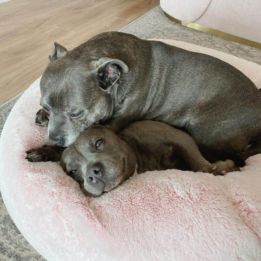 DARREN&PHILLIPさんのインスタグラム写真 - (DARREN&PHILLIPInstagram)「Here I was enjoying my midday shleepy time on my favourite floofy bean bag and Philly had to come along and make it 100 times better 💕」6月5日 12時17分 - the_blueboys