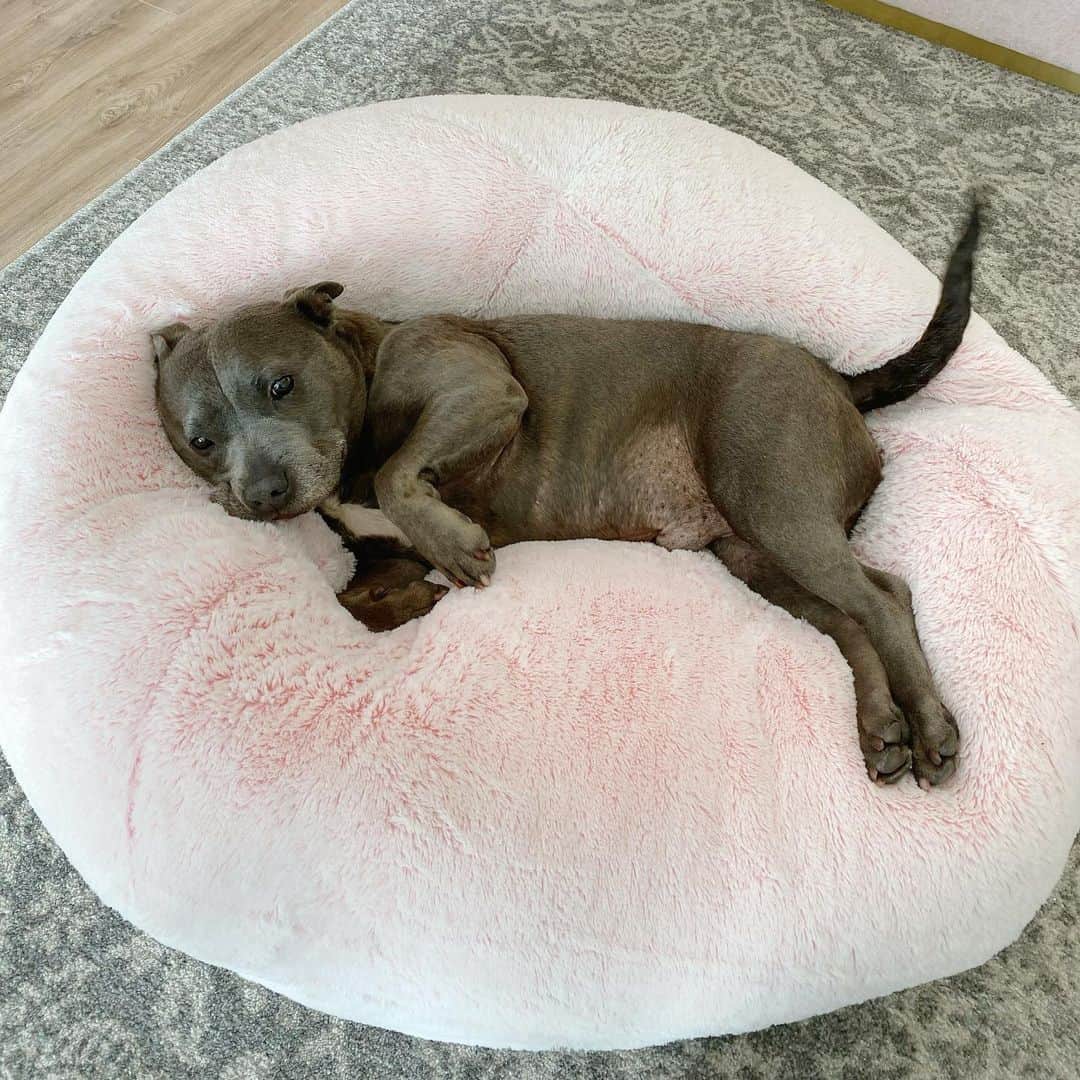 DARREN&PHILLIPさんのインスタグラム写真 - (DARREN&PHILLIPInstagram)「Here I was enjoying my midday shleepy time on my favourite floofy bean bag and Philly had to come along and make it 100 times better 💕」6月5日 12時17分 - the_blueboys