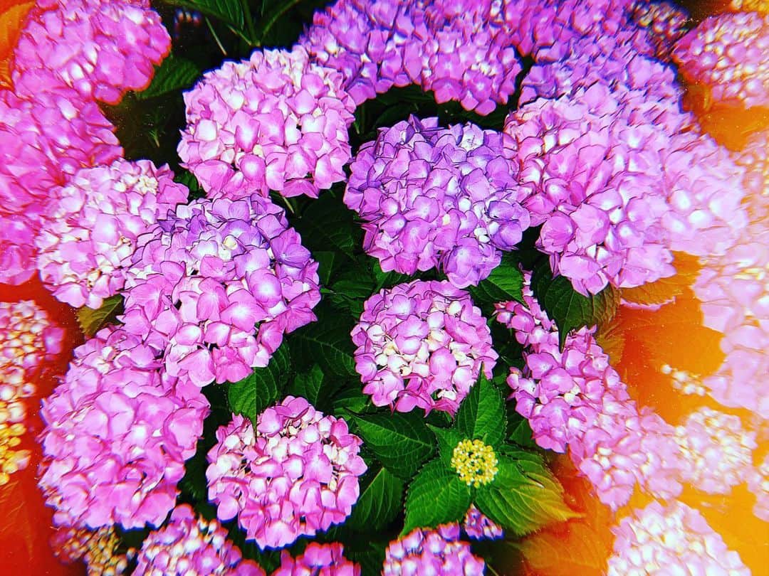 森彩乃さんのインスタグラム写真 - (森彩乃Instagram)「当たり前に綺麗に 今年も咲くことをやめない花 ・ ・ ・ 梅雨がくる前に、雨を好きになる方法を考えておきたい。 #紫陽花」6月5日 12時28分 - moriayano1119