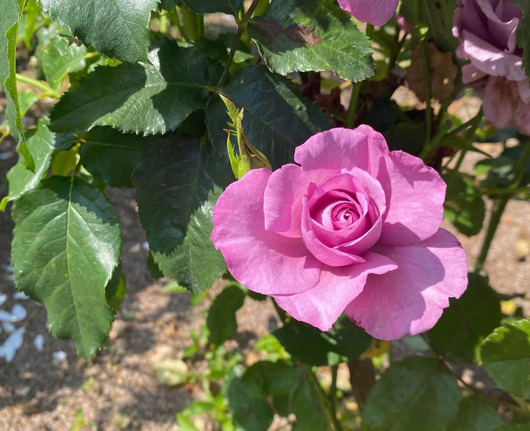 柴田美奈のグルメインスタ