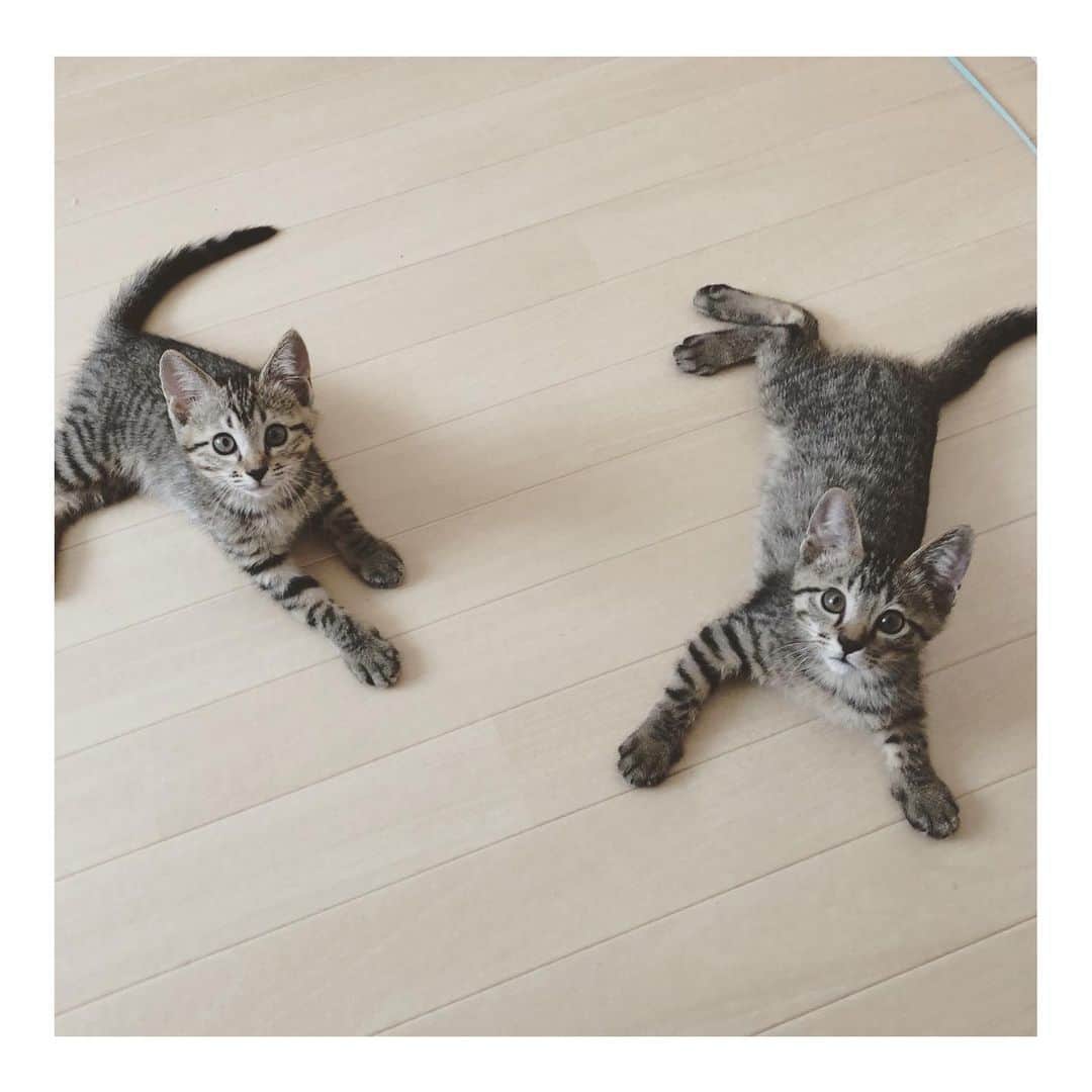 のインスタグラム：「* 昨日は欲しいものリストにご協力くださりありがとうございましたーー😭✨✨ またすべて届きましたらご報告載せさせていただきます🤗✨ ・ そして嬉しいニュースが！ ずっと里親募集していたタン塩くんですが、なんとササミちゃんと一緒にトライアルへ行けることになりました😭✨ 兄妹一緒に同じご家族の元へ行きますー😭✨ 里親さんは初めての猫飼いということで、慎重にゆっくり家族で話し合いをしていただきタン塩くんも一緒にと仰ってくださいました😭 タン塩くんは他の方とのトライアルが中止になるなど色々ありましたが、ササミちゃんと離れないためのことだったんだね🤗✨ 2人とも仲良しでずーっと一緒に遊んでいます☺️ タン塩は怖がりだからよくササミの後ろにいることが多いので一緒なら安心かな🤗 これからも仲良くすくすく成長してね😊✨ あと1週間ほど我が家でのんびりしたあとにトライアルへ出発予定ですー🤗 2人が大人になったらどうなるか今から楽しみだよー♡ ・ チーム焼肉、すでに里親さんの元へ行っているハラミちゃん正式譲渡で"きなこちゃん"になりました😊 人間の優しいお兄ちゃんたちにたくさん遊んでもらっています〜😊 ユッケちゃんはこむぎグッズを販売してくれている食堂BATERIAのご夫婦の元に行きまして、先住猫のチョリちゃんと仲良くなって正式譲渡に！お名前はパセリちゃんになりましたー😊 ササミとタン塩の新しいお名前は妃(ひめ)ちゃん、殿(との)くんになります😁✨ みんな焼肉からの卒業だね〜😊 「ボク、ササミちゃんとずっと一緒にいられることになって嬉しいんだよ😸✨」 #チーム焼肉店 #チーム焼肉屋さん #どっちがササミでどっちがタン塩かわかるかな？🤗」