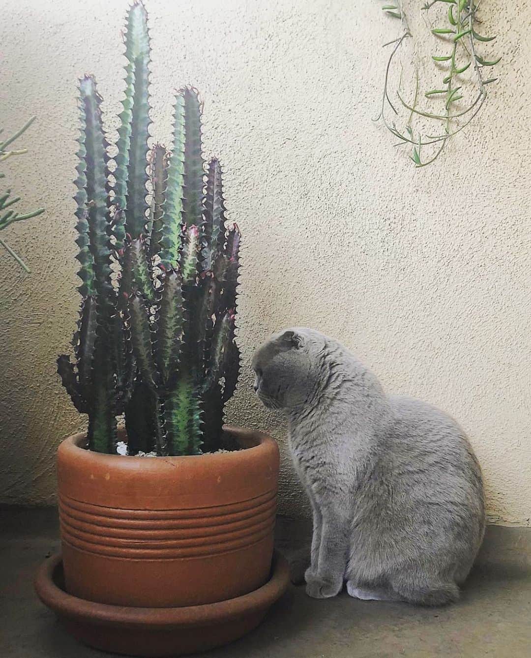 Millaさんのインスタグラム写真 - (MillaInstagram)「If speaking kindly to plants 🌵 help them grow... Imagine what speaking kindly to one another can do. 😺 #MillaTheCat #BeKindToOneAnother #TBT」6月5日 14時22分 - millathecat