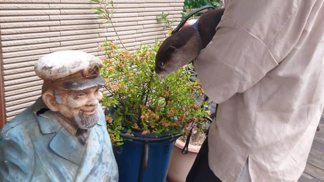 カワウソ コタロー&ハナのグルメインスタ