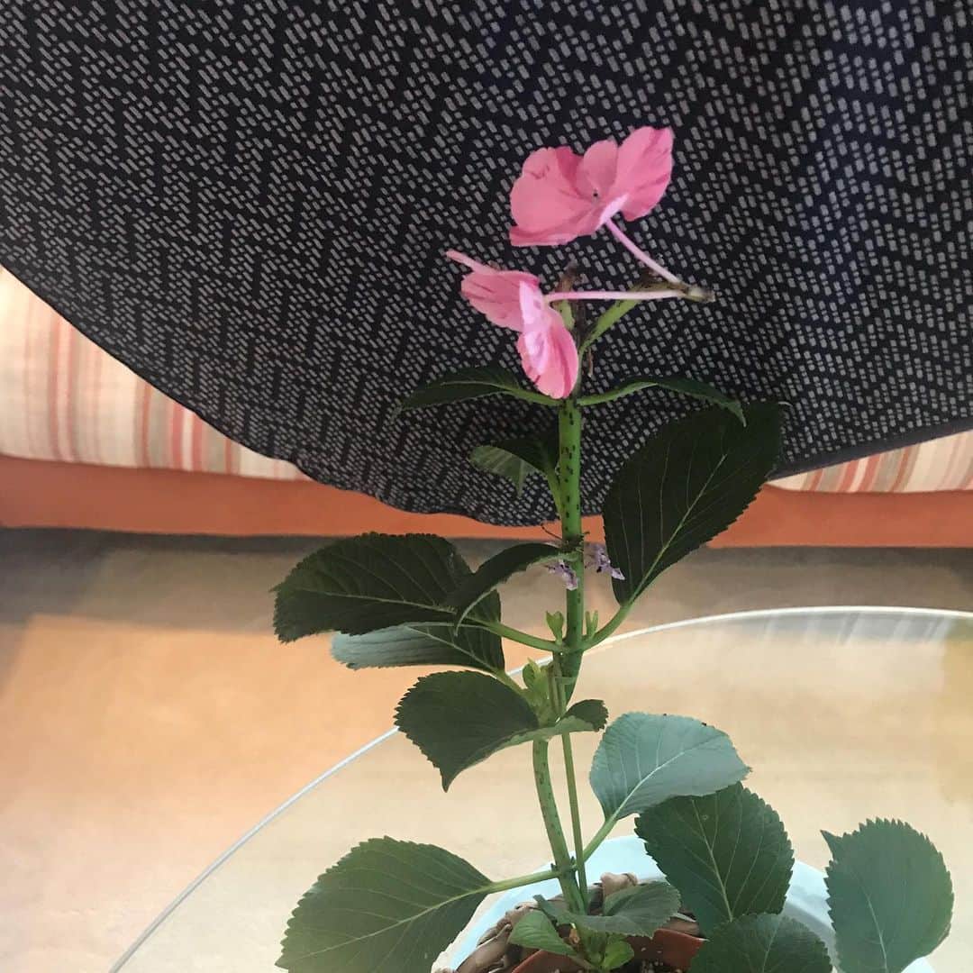 和田アキ子さんのインスタグラム写真 - (和田アキ子Instagram)「母の日に、島田秀平君が送ってくれたアジサイ😊😊 ついに、花びらがあと2枚になりました。なんだ可愛くて写真撮りました😊😊 沢山、楽しませてもらいました♪😊❣️ ありがとう🥰🥰 #ako50th #アジサイ」6月5日 15時16分 - ako50th
