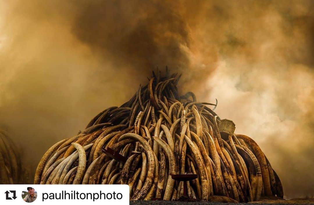 ブリアナ・エヴィガンのインスタグラム：「#Repost @paulhiltonphoto.  Thank you for sharing this, some good news. ・・・ Breaking news - HONG KONG, CHINA - June 5 2020 - New Global Initiative to #EndWildlifeCrime by Addressing Gaps in International Law. ADM Capital @admcf Foundation, John Scanlon AO, former Secretary General of CITES, Born Free Foundation, the Food and Land Use Coalition, the Global Environmental Institute and the International Conservation Caucus Foundation today announced a global initiative to address serious gaps in international law and end wildlife crime.  Transnational wildlife crime is a $200 billion-usd-a-year illegal industry but this figure pales in comparison to the costs to local communities, public and animal health and our environment.  And the economic, health and social impacts of the COVID-19 pandemic provide a stark reminder of the high risks associated with the under-regulated, poorly regulated and illegal trade in wildlife.  The objective of the initiative to #EndWildlifeCrime is to 1) create a new global agreement on wildlife crime and, 2) make changes to existing international wildlife trade laws to include public and animal health considerations in decision making.  Chaired by Scanlon, hosted by ADM Capital Foundation, the Initiative gathers an array of organisations and individuals in its Steering Group representing environmental, policy, business and public health interests. The initiative includes advisers on private sector engagement and building partnerships, as well as a technical support group that includes renowned international lawyers and criminologists.  How will the Initiative take action?  The Initiative will support the development and adoption of a wildlife crime protocol under the United Nations Convention against Transnational Organised Crime (UNTOC), and amendments to the Convention on International Trade in Endangered Species of Wild Fauna and Flora (CITES), the global agreement that regulates international wildlife trade, that would incorporate public and animal health criteria into its decision making.  The reforms would bring new wildlife trade restrictions on public and animal health grounds, and ban on high-risk markets and consumption.」