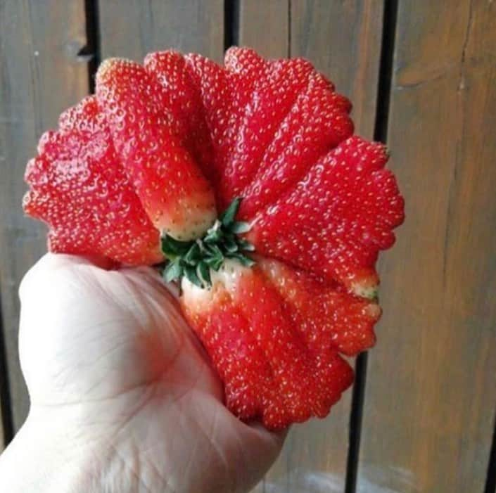 uglyfruitandvegさんのインスタグラム写真 - (uglyfruitandvegInstagram)「Wow, the crazy strawberries are out right now! 🍓💥 Thanks for sending @mtpglass from El Diable on Reddit」6月6日 2時15分 - uglyfruitandveg