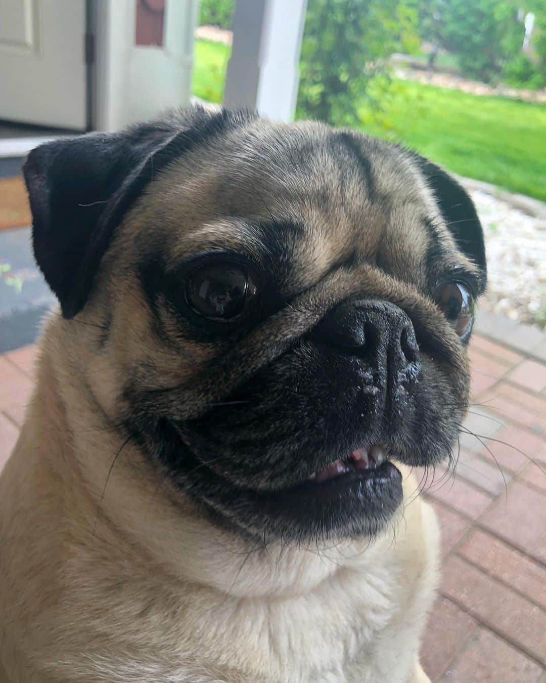 itsdougthepugさんのインスタグラム写真 - (itsdougthepugInstagram)「“Supporting my friends makes me smile” -Doug  I want to share some pet accounts for u to follow! They are all run by black creators and sure to put a big smile on ur face. Go show them some love!! Tag other accounts we should see and I can share in my stories.  @meritthemini  @iammoshow  @popthebulldog  @parker_htx_  @sammythegolden247」6月6日 2時35分 - itsdougthepug